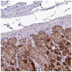 DUS2L Rabbit anti-Human, Polyclonal Antibody, Abnova 100 &mu;L | Buy Online | Abnova Corporation | Fisher Scientific