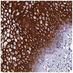 SHQ1 Rabbit anti-Human, Polyclonal Antibody, Abnova 100 &mu;L | Buy Online | Abnova Corporation | Fisher Scientific