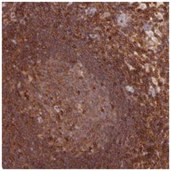 DENND1C Rabbit anti-Human, Polyclonal Antibody, Abnova 100 &mu;L | Buy Online | Abnova Corporation | Fisher Scientific