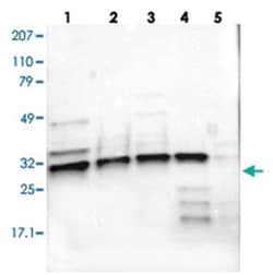 APOOL Rabbit anti-Human, Polyclonal Antibody, Abnova 100&mu;L; Unlabeled:Antibodies,
