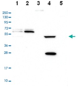 PPAN-P2RY11 Rabbit anti-Human, Polyclonal Antibody, Abnova 100&mu;L; Unlabeled:Antibodies,