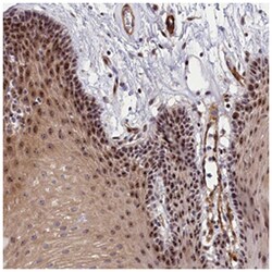 PPAN-P2RY11 Rabbit anti-Human, Polyclonal Antibody, Abnova 100&mu;L; Unlabeled:Antibodies,