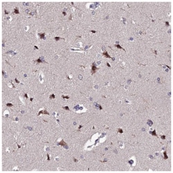 INPP4A Rabbit anti-Human, Polyclonal Antibody, Abnova 100&mu;L; Unlabeled:Antibodies,