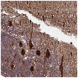 PLXDC2 Rabbit anti-Human, Polyclonal Antibody, Abnova 100&mu;L; Unlabeled:Antibodies,