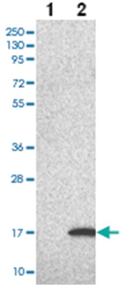 LSM5, Rabbit, Polyclonal Antibody, Abnova 100&mu;L; Unlabeled:Antibodies,