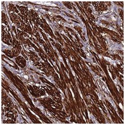 NXPH1 Rabbit anti-Human, Polyclonal Antibody, Abnova 100&mu;L; Unlabeled:Antibodies,