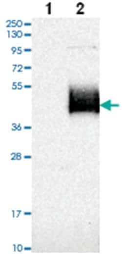 NXPH1 Rabbit anti-Human, Polyclonal Antibody, Abnova 100&mu;L; Unlabeled:Antibodies,