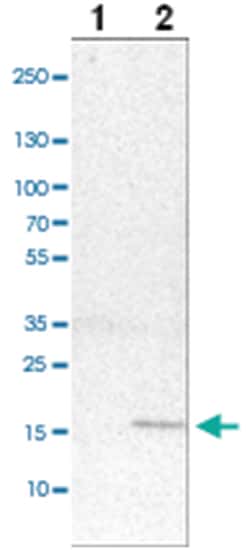 MRPS24 Rabbit anti-Human, Polyclonal Antibody, Abnova 100&mu;L; Unlabeled:Antibodies,