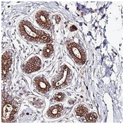 VMO1, Rabbit, Polyclonal Antibody, Abnova 100 &mu;L | Buy Online | Abnova Corporation | Fisher Scientific