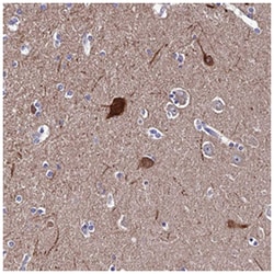 TSGA14 Rabbit anti-Human, Polyclonal Antibody, Abnova 100&mu;L; Unlabeled:Antibodies,