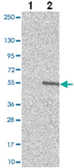 TSGA14 Rabbit anti-Human, Polyclonal Antibody, Abnova 100&mu;L; Unlabeled:Antibodies,