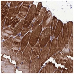 GZF1 Rabbit anti-Human, Polyclonal Antibody, Abnova 100&mu;L; Unlabeled:Antibodies,