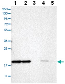 CHCHD2 Rabbit anti-Human, Polyclonal Antibody, Abnova 100 &mu;L | Buy Online | Abnova Corporation | Fisher Scientific