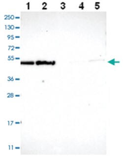 ECSIT Rabbit anti-Human, Polyclonal Antibody, Abnova 100&mu;L; Unlabeled:Antibodies,
