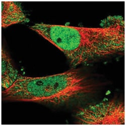 ECSIT Rabbit anti-Human, Polyclonal Antibody, Abnova 100&mu;L; Unlabeled:Antibodies,