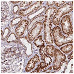 C15orf40, Rabbit, Polyclonal Antibody, Abnova 100 &mu;L | Buy Online | Abnova Corporation | Fisher Scientific