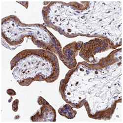 SPNS1 Rabbit anti-Human, Polyclonal Antibody, Abnova 100 &mu;L | Buy Online | Abnova Corporation | Fisher Scientific