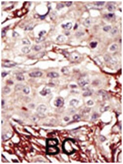 AURKB Rabbit anti-Human, Mouse, Polyclonal Antibody, Abnova 400&mu;L; Unlabeled:Antibodies,