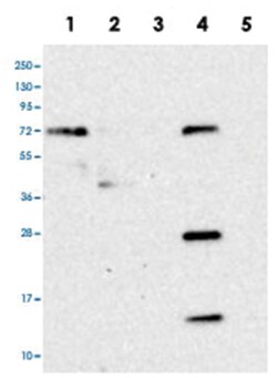 HS2ST1 Rabbit anti-Human, Polyclonal Antibody, Abnova 100 &mu;L | Buy Online | Abnova Corporation | Fisher Scientific