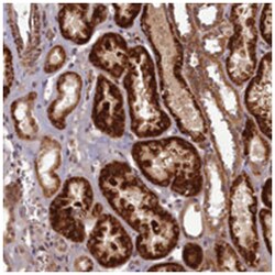 EARS2 Rabbit anti-Human, Polyclonal Antibody, Abnova 100&mu;L; Unlabeled:Antibodies,