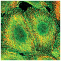 CCDC97 Rabbit anti-Human, Polyclonal Antibody, Abnova 100 &mu;L | Buy Online | Abnova Corporation | Fisher Scientific