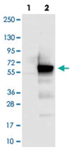 CCDC97 Rabbit anti-Human, Polyclonal Antibody, Abnova 100 &mu;L | Buy Online | Abnova Corporation | Fisher Scientific