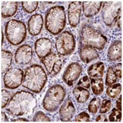 NKPD1, Rabbit, Polyclonal Antibody, Abnova 100 &mu;L | Buy Online | Abnova Corporation | Fisher Scientific