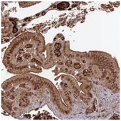 OSBPL1A Rabbit anti-Human, Polyclonal Antibody, Abnova 100&mu;L; Unlabeled:Antibodies,