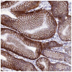 CDC42EP5 Rabbit anti-Human, Polyclonal Antibody, Abnova 100μL; Unlabeled:Antibodies,
