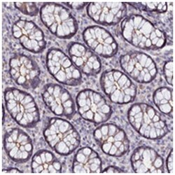C4orf19, Rabbit, Polyclonal Antibody, Abnova 100&mu;L; Unlabeled:Antibodies,