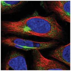 C4orf19, Rabbit, Polyclonal Antibody, Abnova 100&mu;L; Unlabeled:Antibodies,