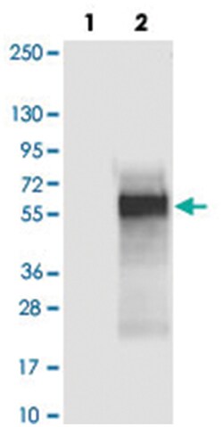 C4orf19, Rabbit, Polyclonal Antibody, Abnova 100&mu;L; Unlabeled:Antibodies,