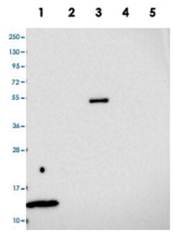 MRPL35, Rabbit, Polyclonal Antibody, Abnova 100&mu;L; Unlabeled:Antibodies,