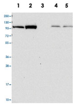 AGGF1 Rabbit anti-Human, Polyclonal Antibody, Abnova 100 &mu;L | Buy Online | Abnova Corporation | Fisher Scientific