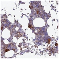 STRN4 Rabbit anti-Human, Polyclonal Antibody, Abnova 100 &mu;L | Buy Online | Abnova | Fisher Scientific