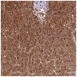 DUS2L Rabbit anti-Human, Polyclonal Antibody, Abnova 100&mu;L; Unlabeled:Antibodies,