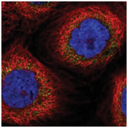 DUS2L Rabbit anti-Human, Polyclonal Antibody, Abnova 100&mu;L; Unlabeled:Antibodies,