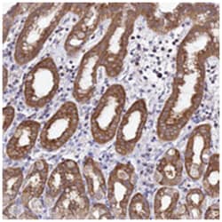LENG1, Rabbit, Polyclonal Antibody, Abnova 100 &mu;L | Buy Online | Abnova Corporation | Fisher Scientific