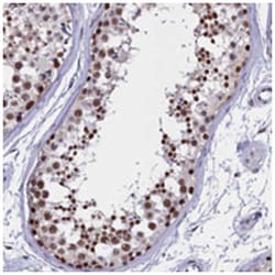 CCDC97 Rabbit anti-Human, Polyclonal Antibody, Abnova 100&mu;L; Unlabeled:Antibodies,