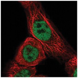 CCDC97 Rabbit anti-Human, Polyclonal Antibody, Abnova 100&mu;L; Unlabeled:Antibodies,