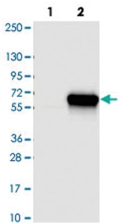 CCDC97 Rabbit anti-Human, Polyclonal Antibody, Abnova 100&mu;L; Unlabeled:Antibodies,