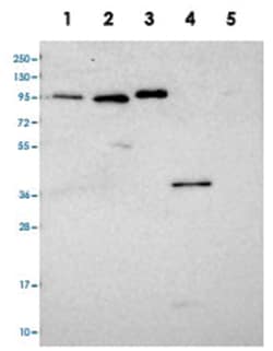 CCDC19 Rabbit anti-Human, Polyclonal Antibody, Abnova 100&mu;L; Unlabeled:Antibodies,