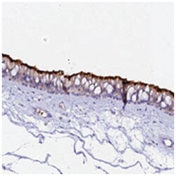 CCDC19 Rabbit anti-Human, Polyclonal Antibody, Abnova 100&mu;L; Unlabeled:Antibodies,