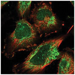 EARS2 Rabbit anti-Human, Polyclonal Antibody, Abnova 100 &mu;L | Buy Online | Abnova Corporation | Fisher Scientific