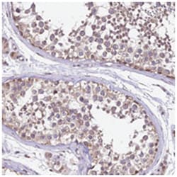 C4orf47, Rabbit, Polyclonal Antibody, Abnova 100 &mu;L | Buy Online | Abnova Corporation | Fisher Scientific