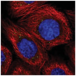 C4orf47, Rabbit, Polyclonal Antibody, Abnova 100 &mu;L | Buy Online | Abnova Corporation | Fisher Scientific