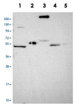 COL17A1, Rabbit, Polyclonal Antibody, Abnova 100&mu;L; Unlabeled:Antibodies,