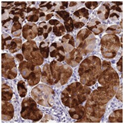 DPRX, Rabbit, Polyclonal Antibody, Abnova 100&mu;L; Unlabeled:Antibodies,