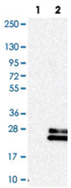 RLN3 Rabbit anti-Human, Polyclonal Antibody, Abnova 100&mu;L; Unlabeled:Antibodies,