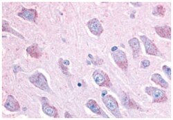 LINGO1 Rabbit anti-Bovine, Chicken, Human, Monkey, Mouse, Pig, Rat, Polyclonal Antibody, Abnova 50 &mu;g | Buy Online | Abnova Corporation | Fisher Scientific